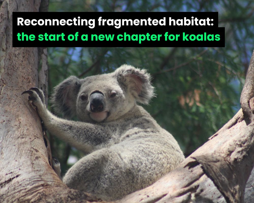 Picture of Koala in a gumtree. Image banner reads Reconnecting fragmented habitat: the start of a new chapter for koalas
