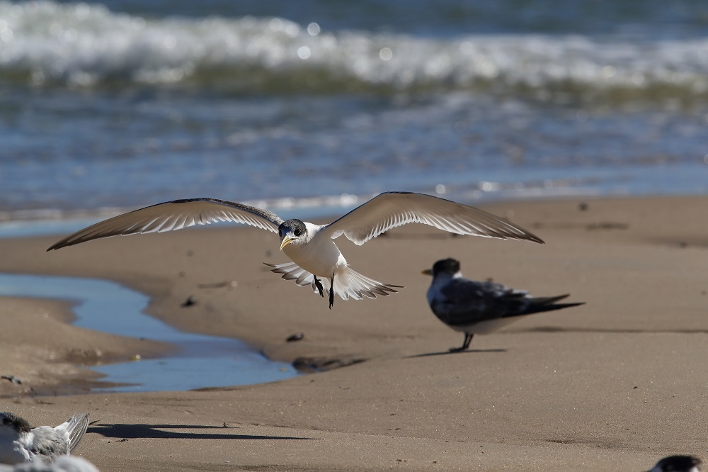 20+ years of commitment and effort to save our migratory shorebirds
