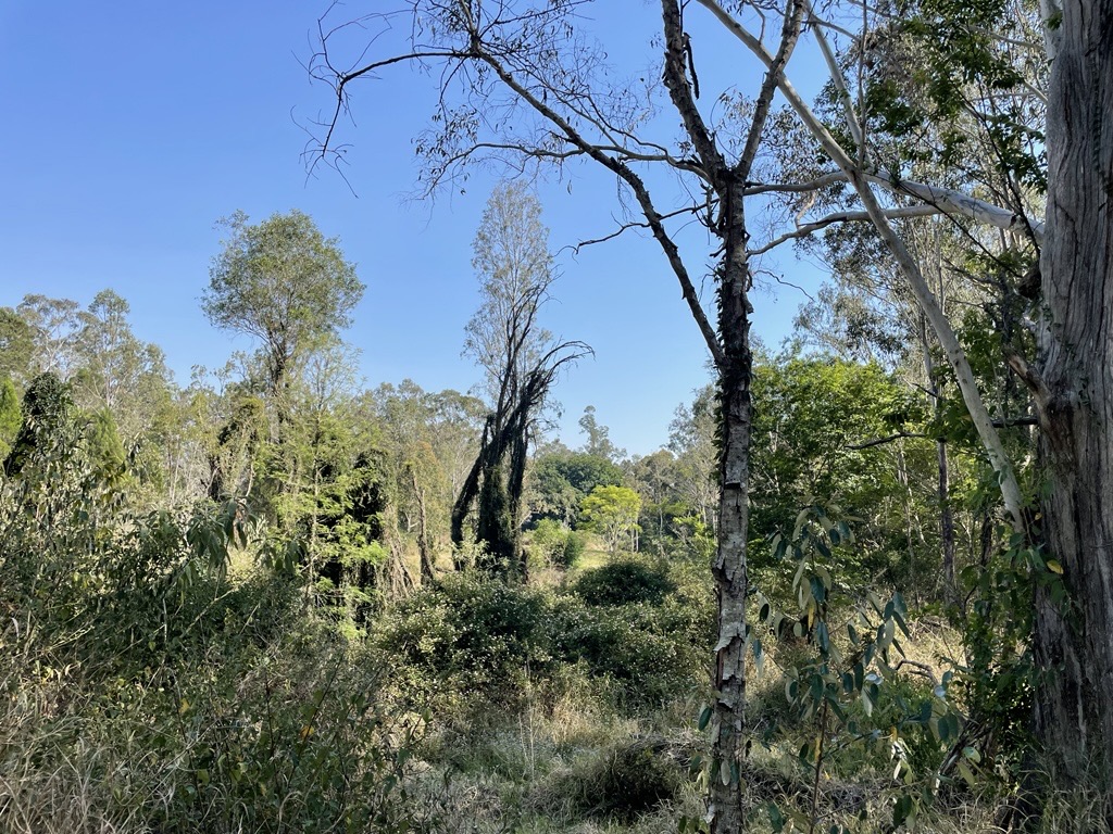 Area to undertake Cats Claw weed treatment to allow for koala food trees to continue to grow