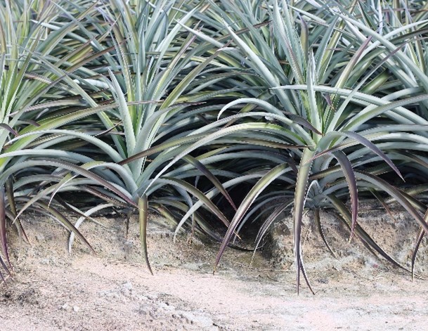 Biodegradable polymer stemming erosion on pineapple farms higher strength polymer
