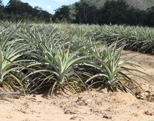 Biodegradable polymer stemming erosion on pineapple farms no polymere