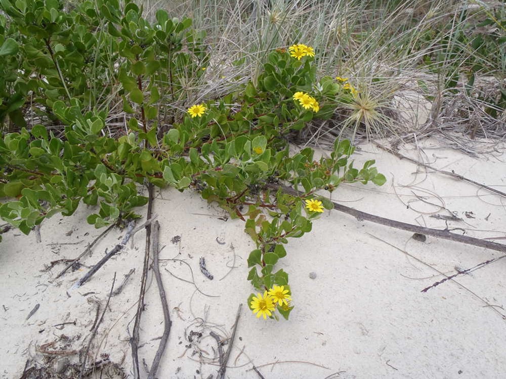 Fighting the war on weeds in SEQ: What to look out for and what to do