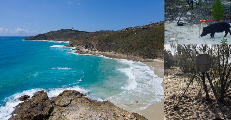 Pig control program improving the health of Moreton Bay’s Ramsar wetlands and Quandamooka Country