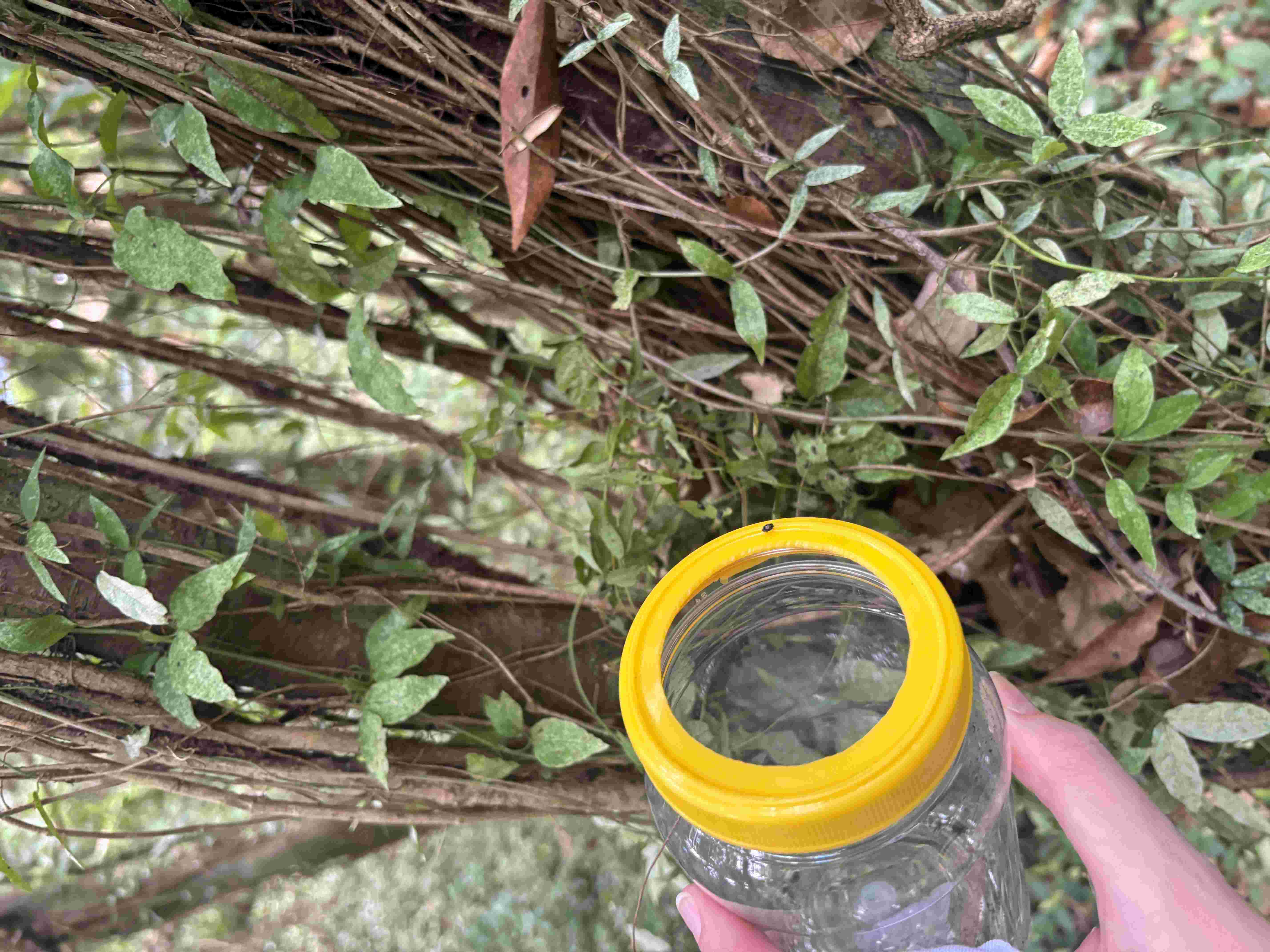 Tiny jewel beetle in a jar