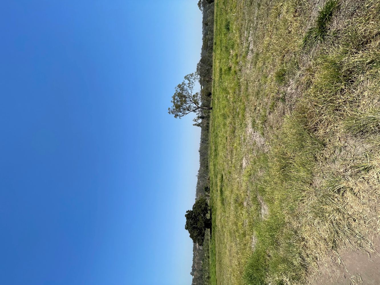 area that has been prepared using an ecological burn restore and reconnect