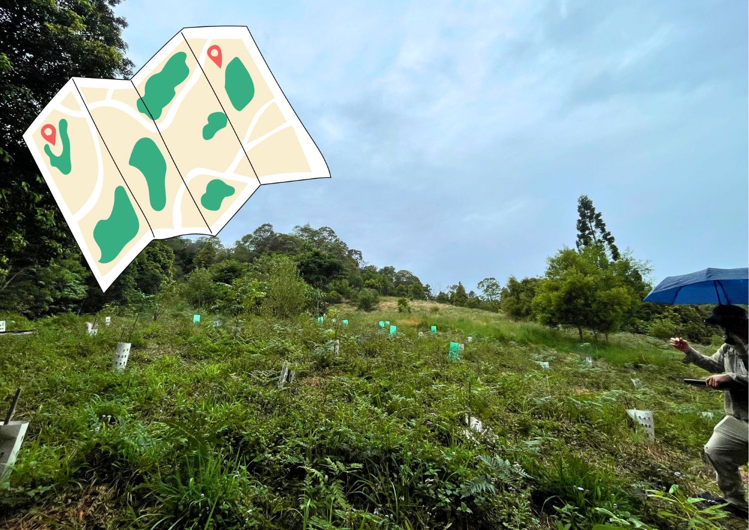 Revised mapping guides next steps for koala habitat restoration priorities