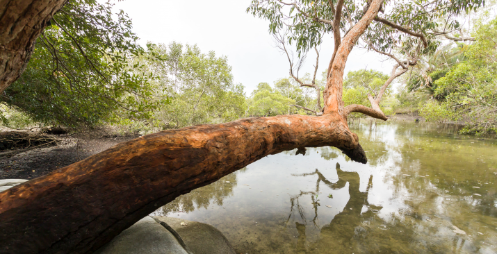 North Stradbroke Island Ecological Assessment